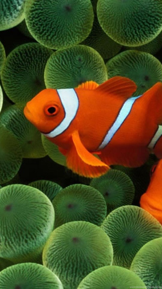Android Hd - Iphone Clown Fish , HD Wallpaper & Backgrounds