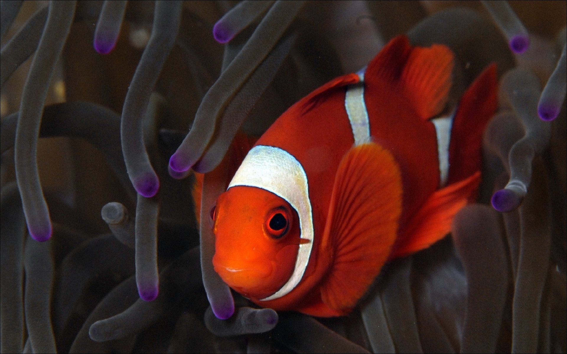Awesome Clownfish Free Wallpaper Id - اجمل سمكة في العالم , HD Wallpaper & Backgrounds