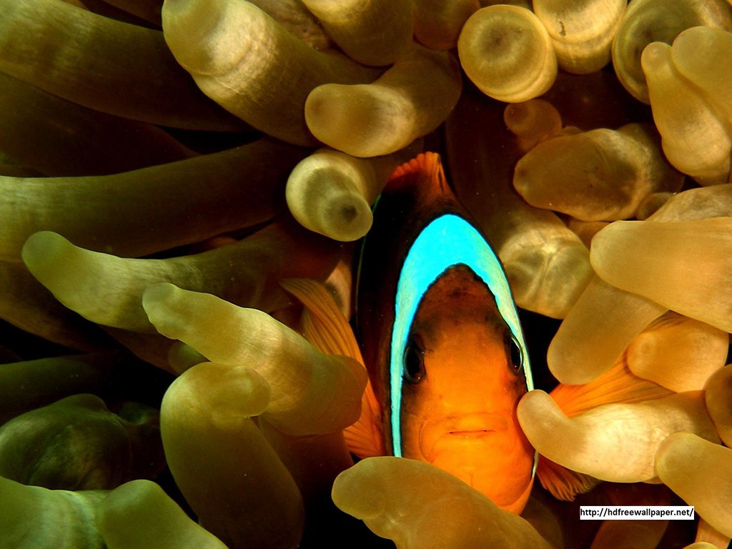 Clown Fish 3d Hd Wallpapers Free Download - Underwater , HD Wallpaper & Backgrounds