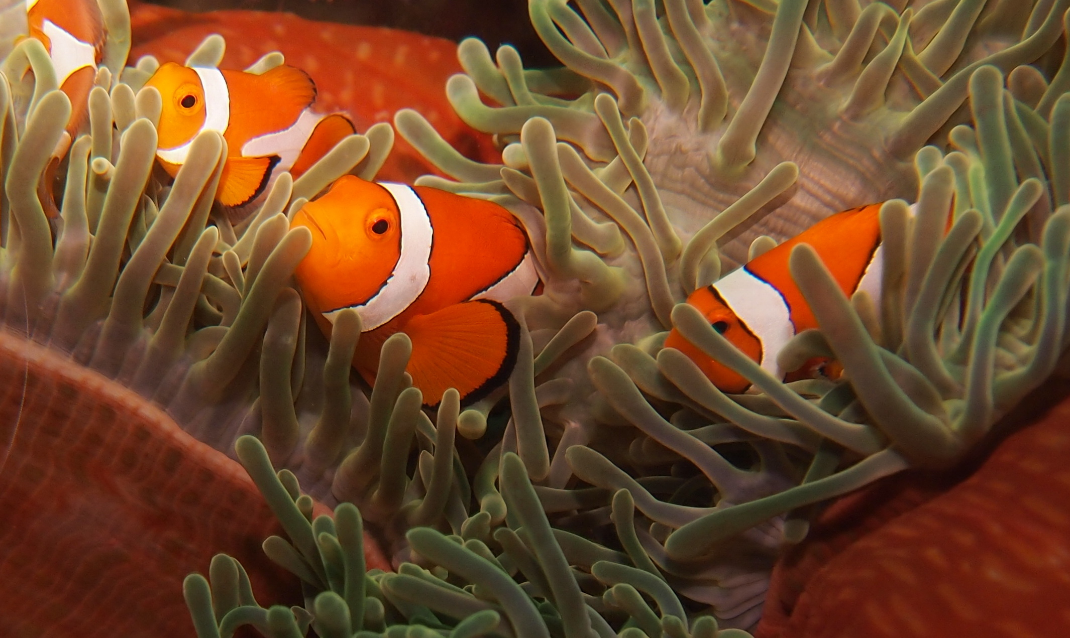 Clown Fish - Coral Reef Fish , HD Wallpaper & Backgrounds