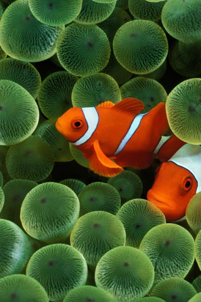 Iphone Clown Fish Wallpapers - Clown Fish Iphone 6 , HD Wallpaper & Backgrounds
