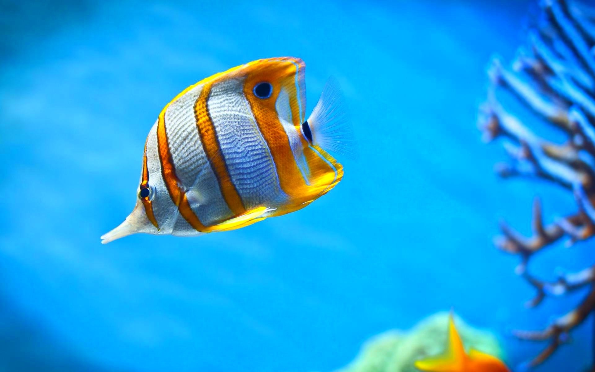 Fishes Wallpapers Gallery - Copperband Butterflyfish , HD Wallpaper & Backgrounds