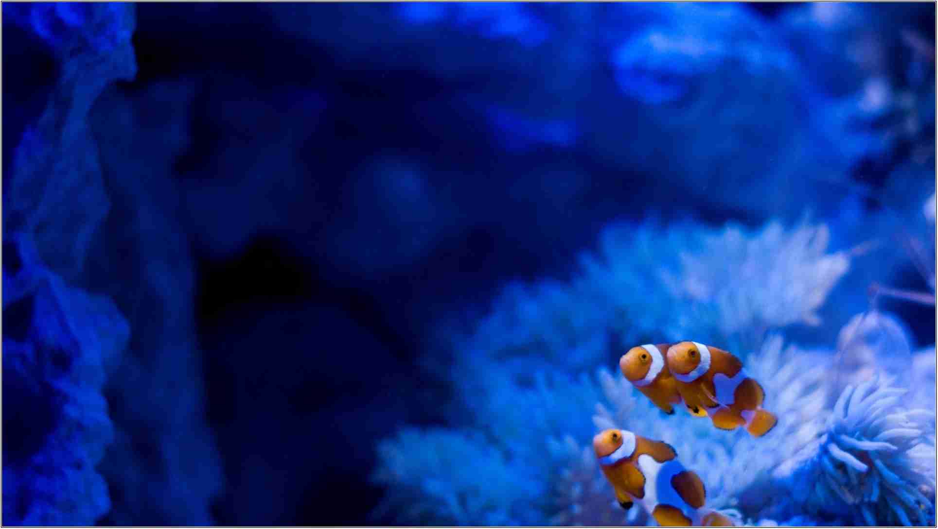 This Is Our Best Collection Of Clown Fish Wallpapers - Clown Fish Ocean Background , HD Wallpaper & Backgrounds