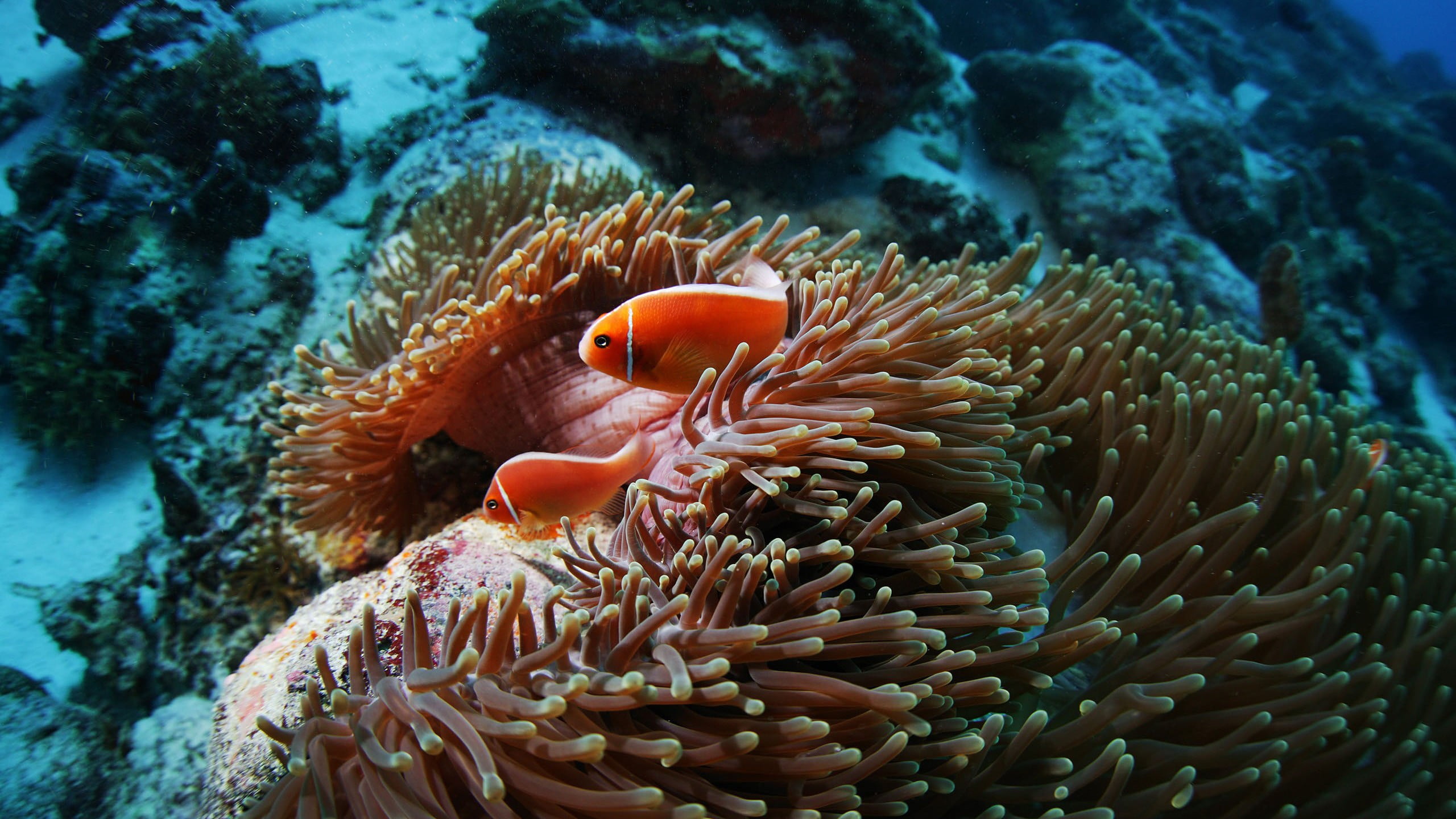 Two Orange Fish And Sea Anemone, Clownfish, Sea Anemones, - Anemona De Mar , HD Wallpaper & Backgrounds