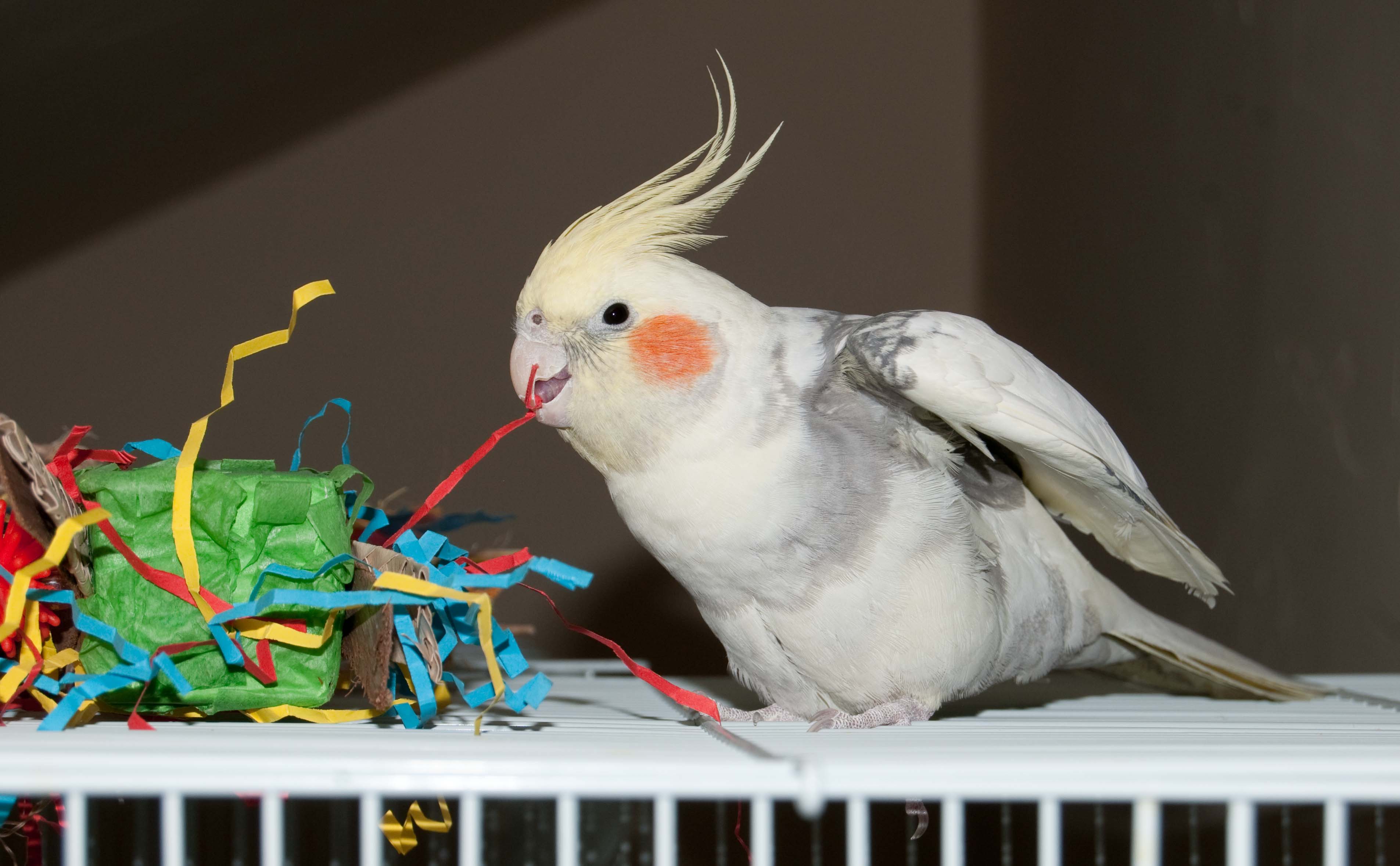 Make Toys For Cockatiels , HD Wallpaper & Backgrounds