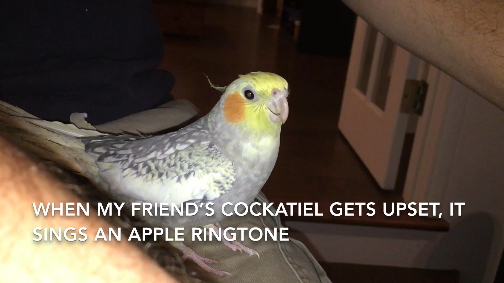 Cockatiel Ringtone - Cockatiel Gif Funny Meme , HD Wallpaper & Backgrounds