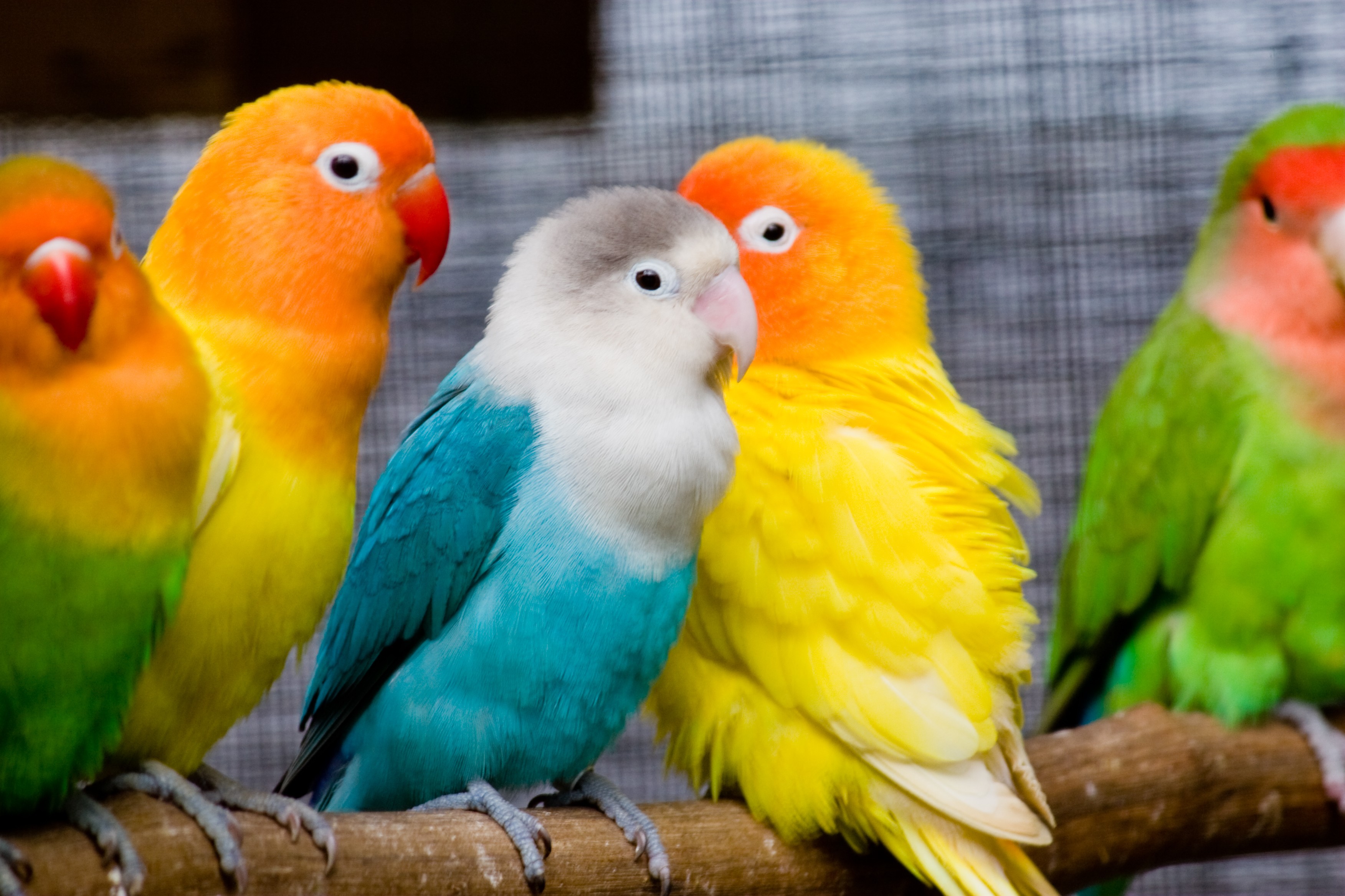 Beautiful Bird Images Free Wallpaper - Love Bird , HD Wallpaper & Backgrounds