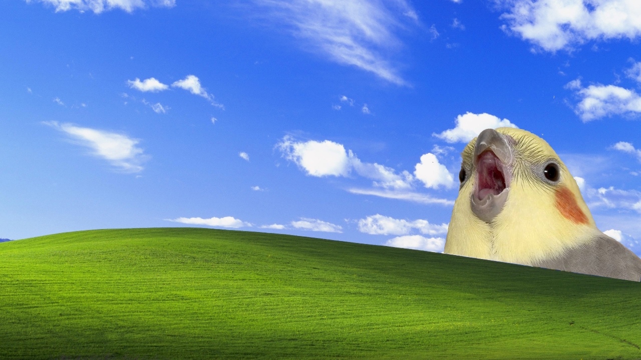 Some Wallpaper For You - Windows Xp , HD Wallpaper & Backgrounds