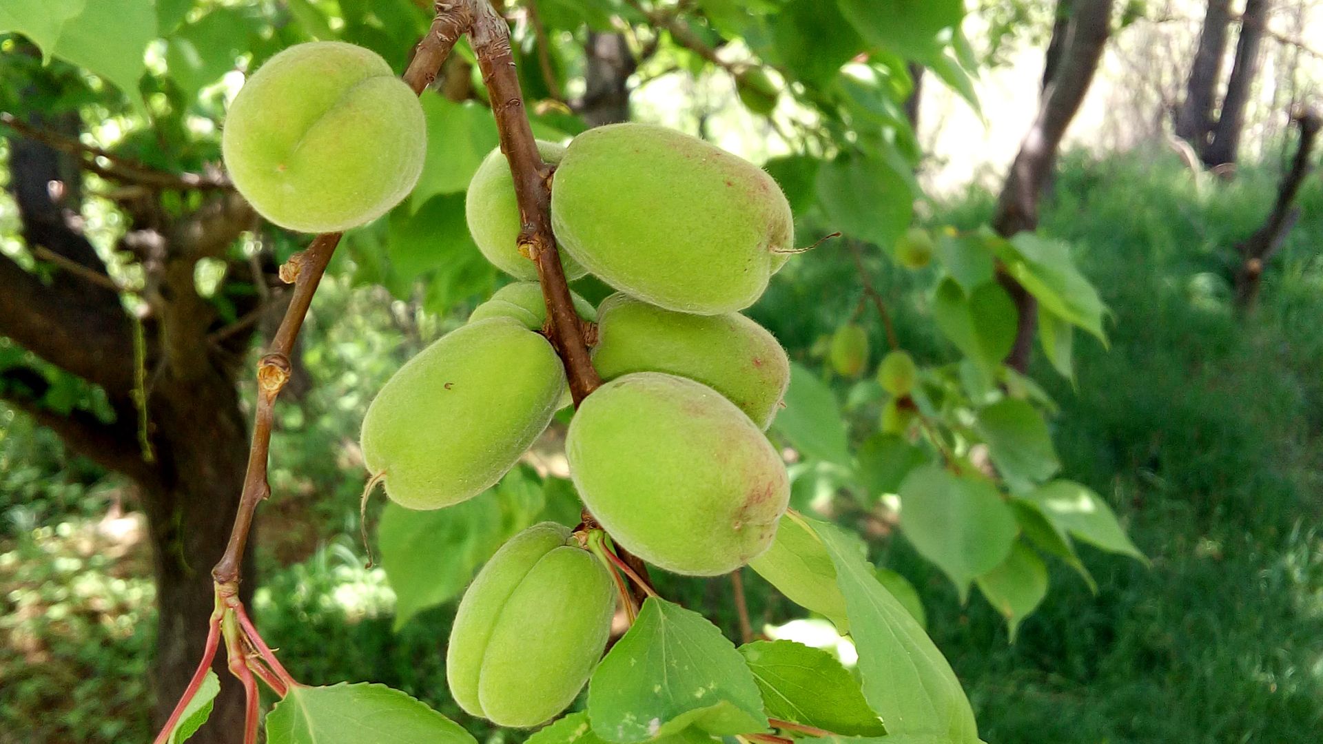 Apricot Green Fruit Close Up - Green Apple Trees , HD Wallpaper & Backgrounds