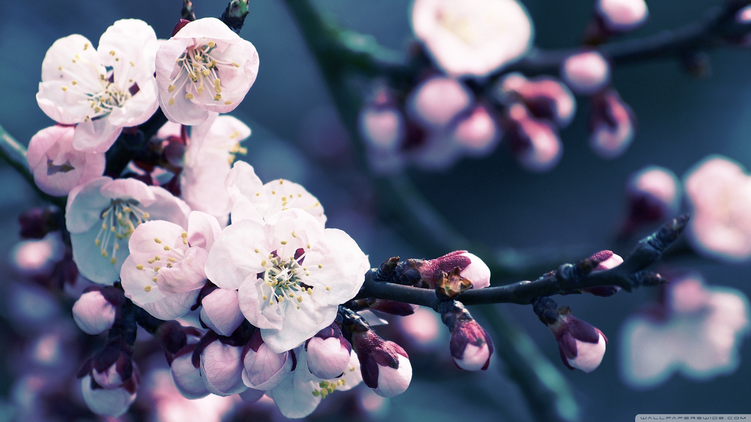 Standard - 1080p Cherry Blossom Wallpaper Hd , HD Wallpaper & Backgrounds