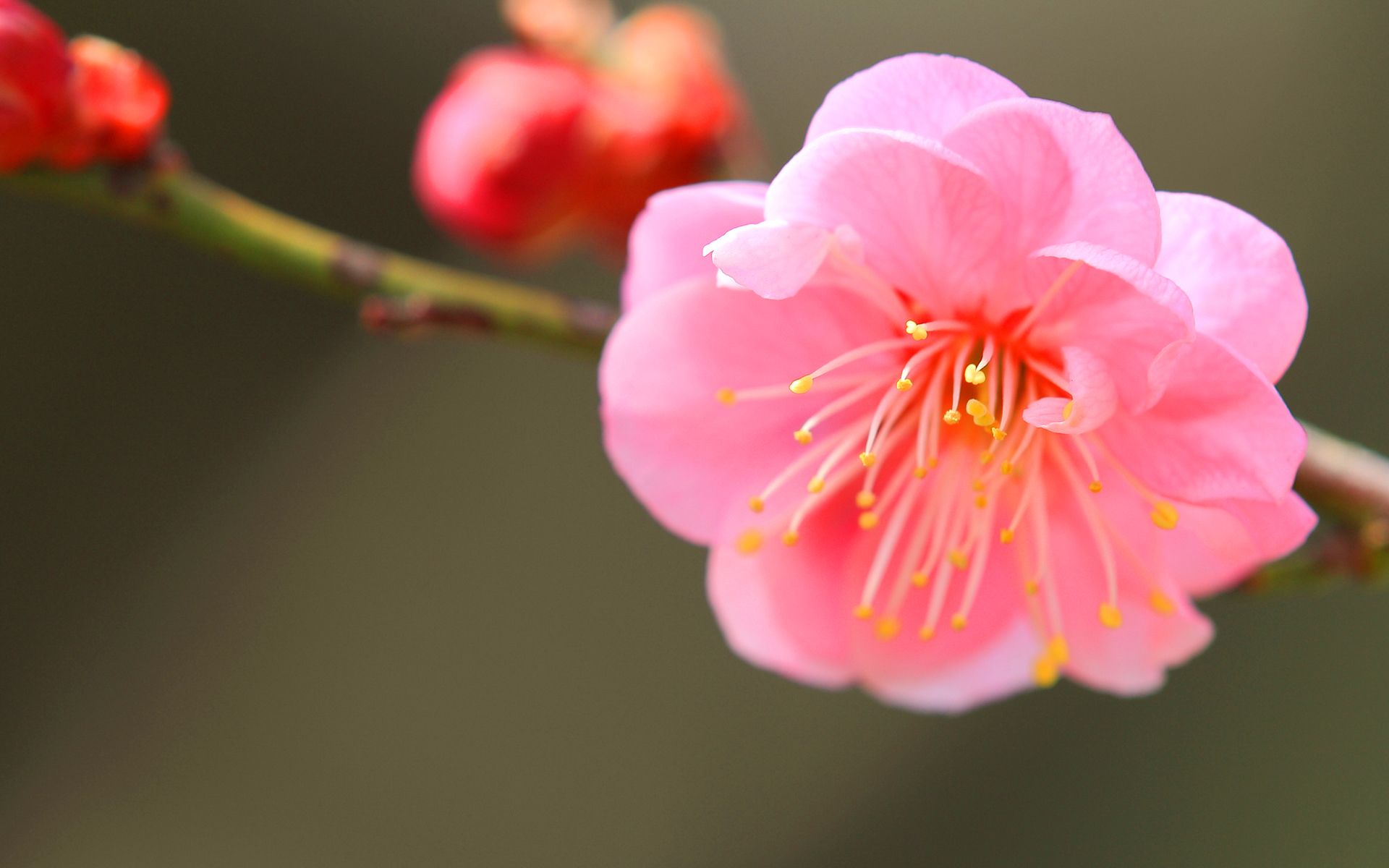 Japanese Apricot Hd Wallpaper - Japanese Apricot Blossom , HD Wallpaper & Backgrounds