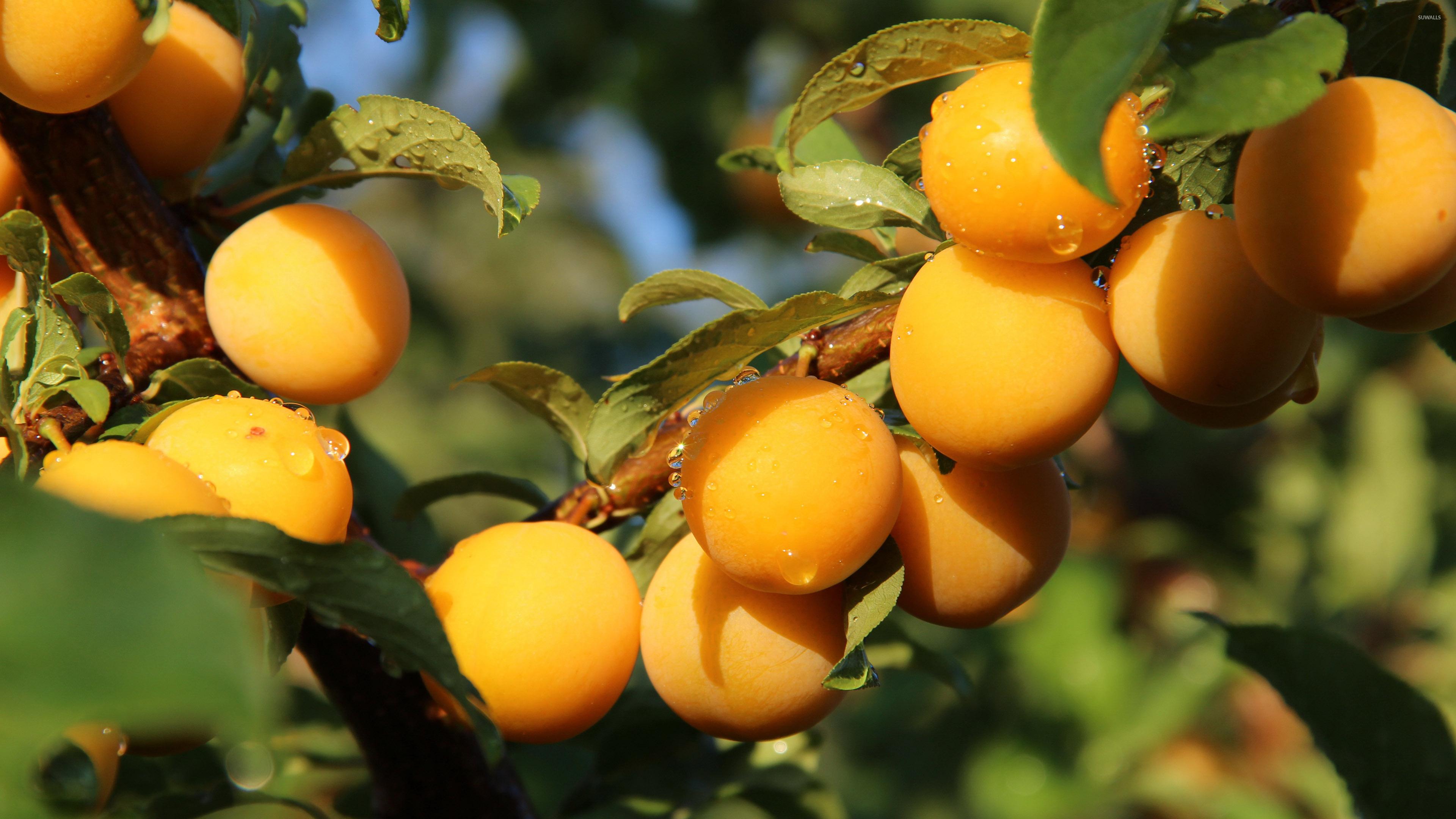 Apricot Wallpaper - Apricot Fruit (#1361989) - HD Wallpaper