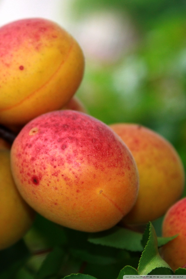 Mobile Hvga - Apricot Fruit , HD Wallpaper & Backgrounds