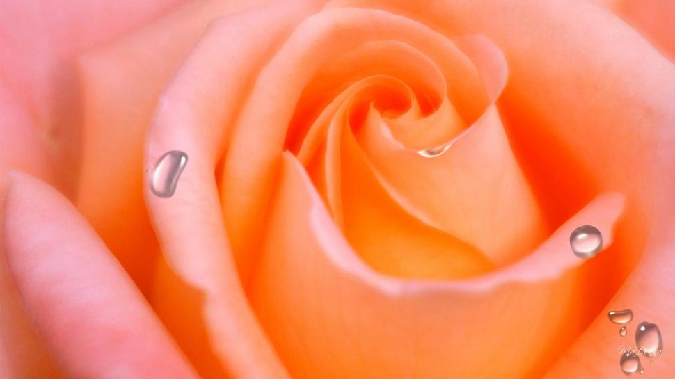 Apricot Rose Wallpaper - Rose Flower Orange Background , HD Wallpaper & Backgrounds