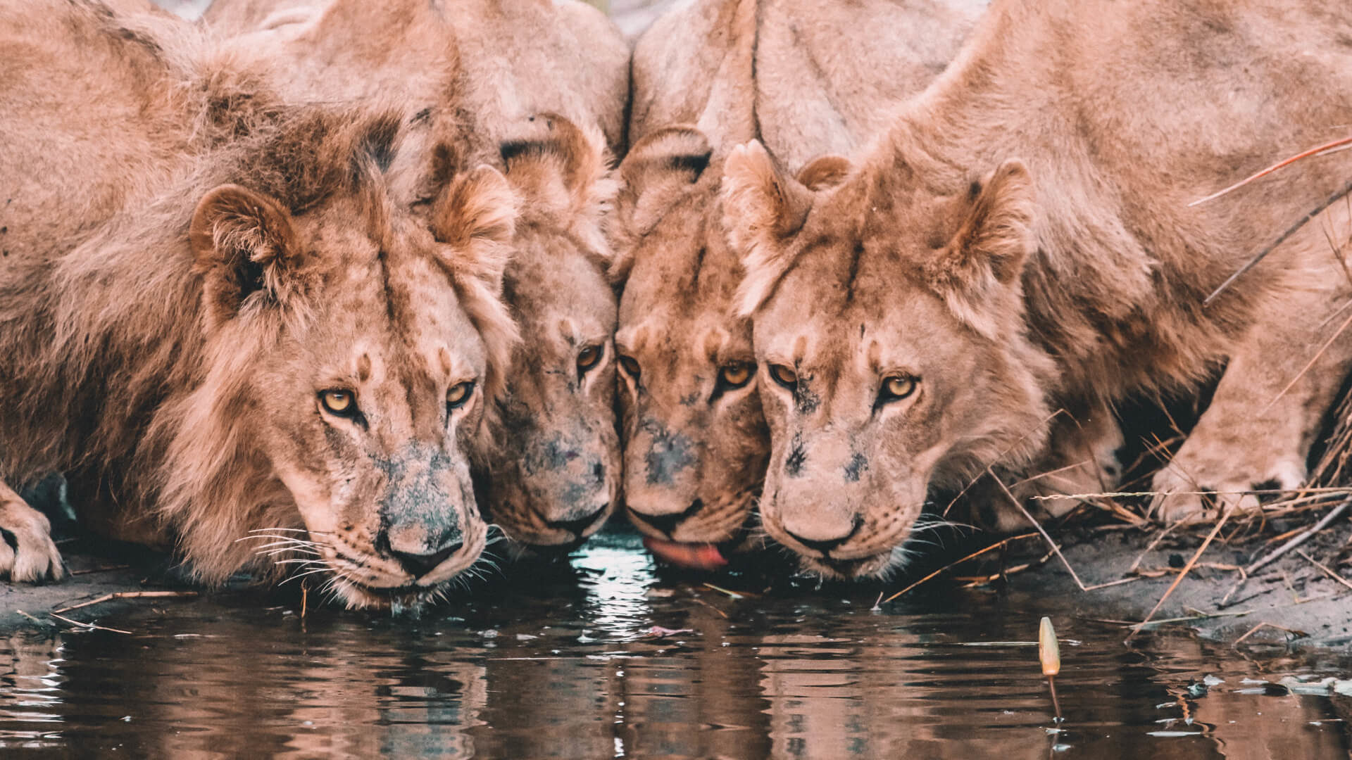Beyond The Flood Season In Botswana - Masai Lion , HD Wallpaper & Backgrounds
