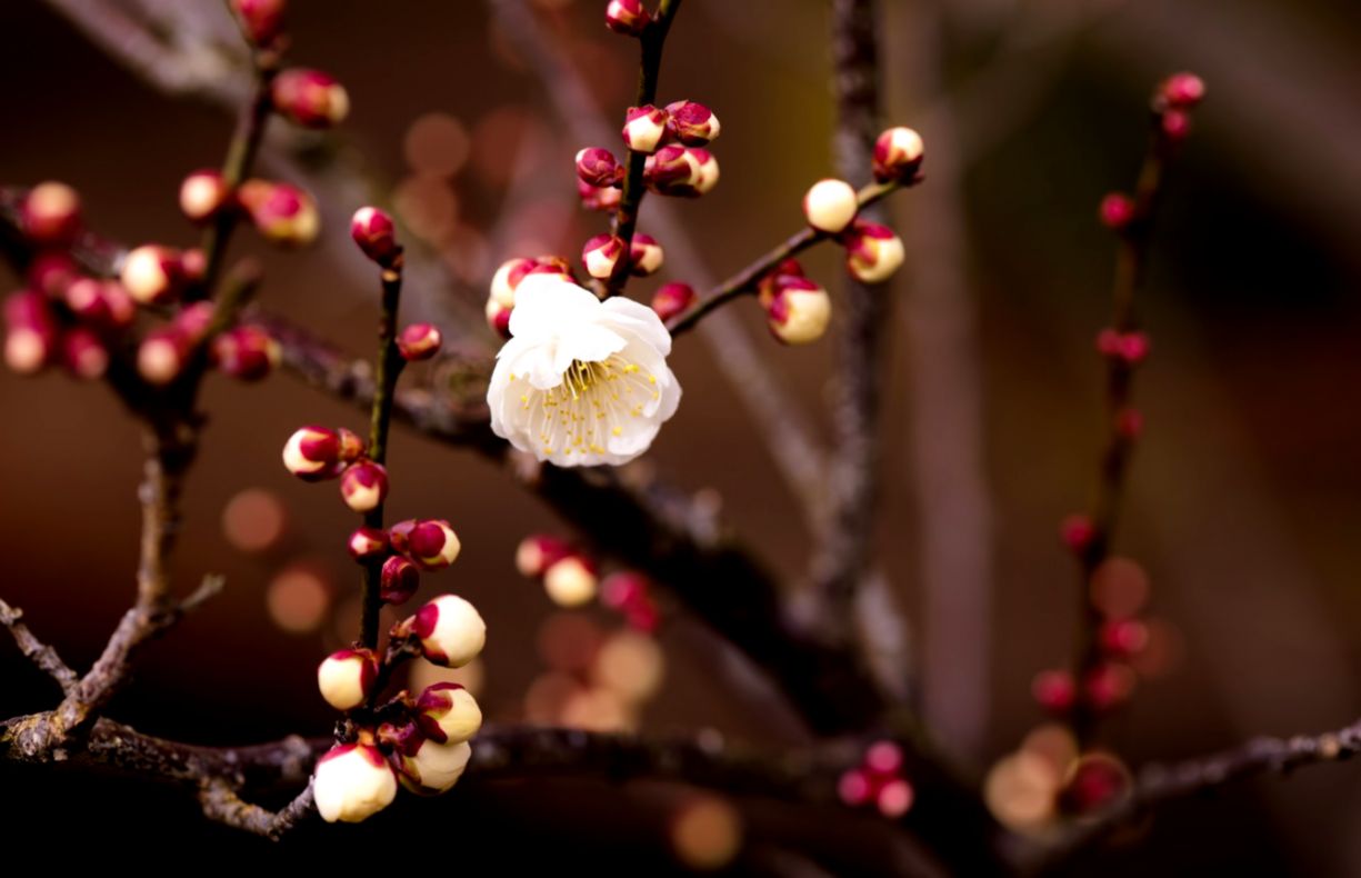 Wallpaper Flower Macro Branch Spring Apricot Buds Bokeh - Spring Flowers Buds , HD Wallpaper & Backgrounds