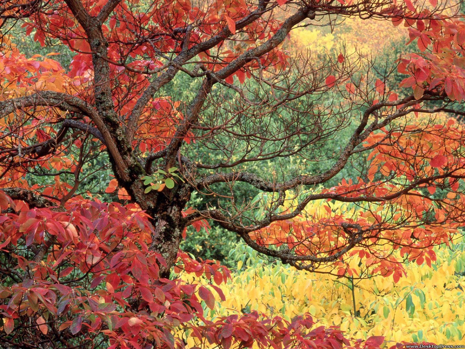 Sassafras In Autumn, Hoyt Arboretum, Portland, Oregon - Hoyt Arboretum Fall Oregon , HD Wallpaper & Backgrounds