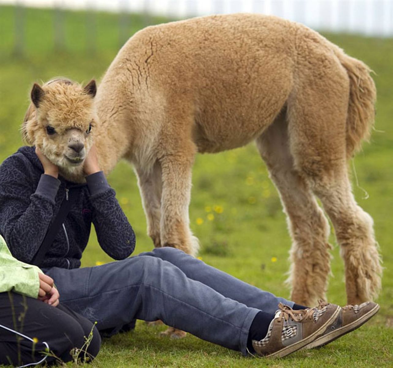 Man And Cute Lama - Perfectly Timed Photos Of Animals , HD Wallpaper & Backgrounds