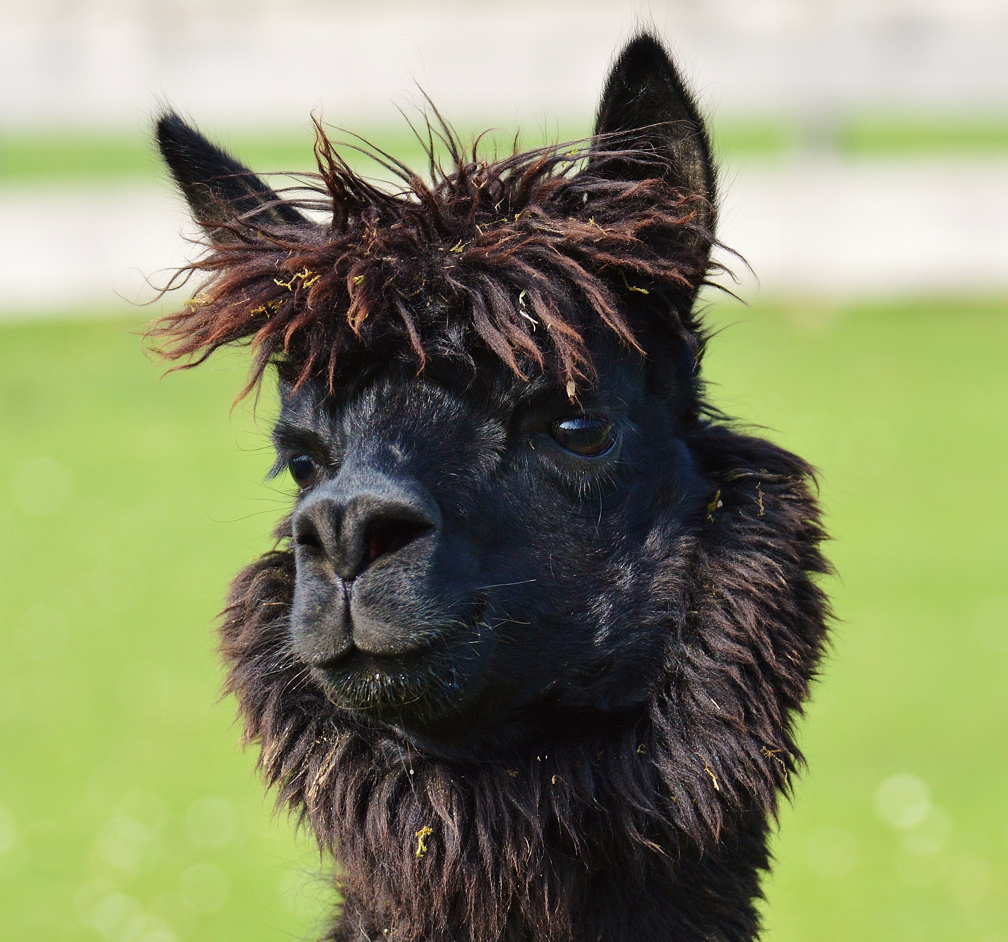 Cute, Animals, Head, Black, Lama, One Animal, Domestic - Animal Lama , HD Wallpaper & Backgrounds