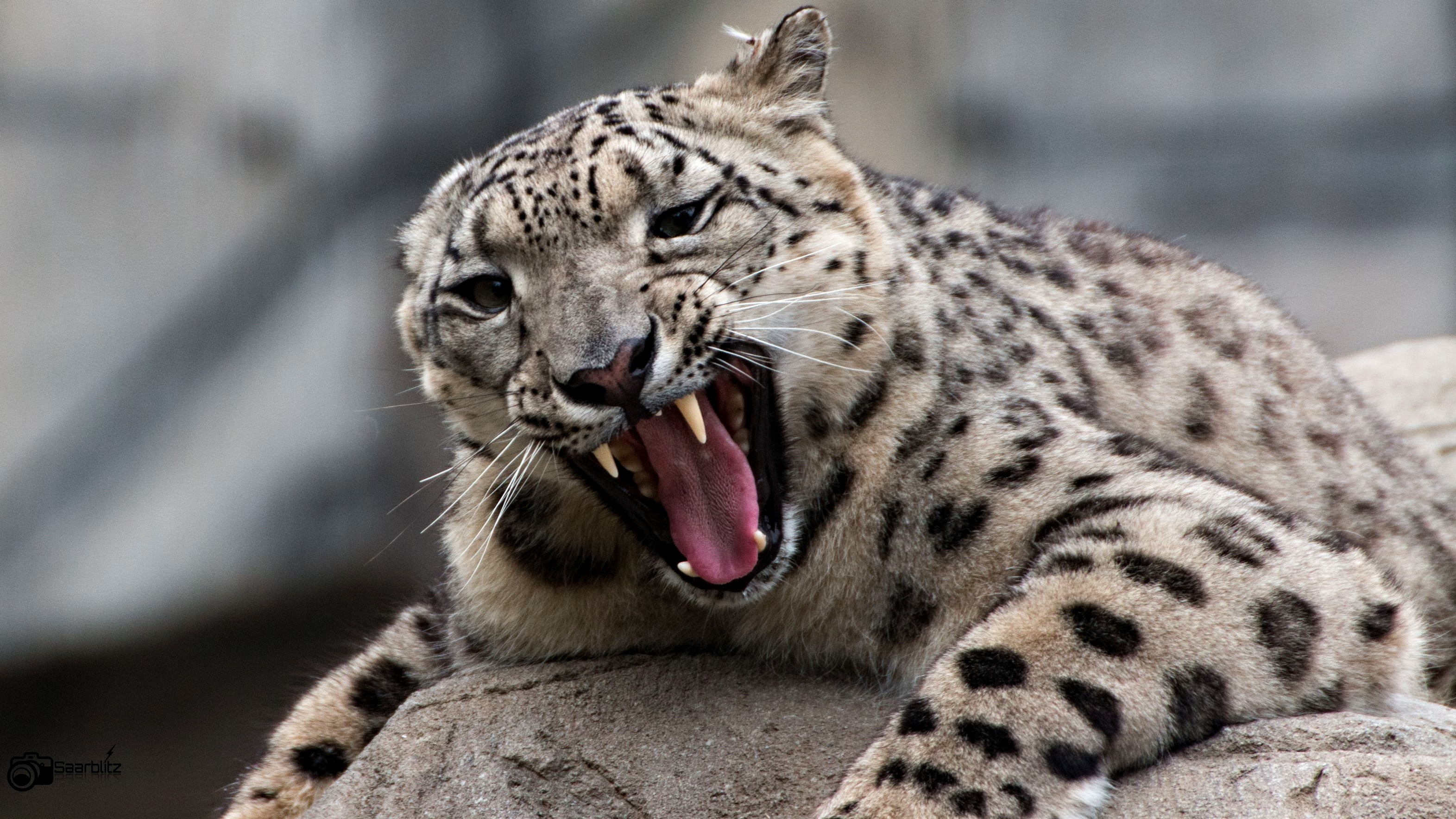 Snow Leopard, Sagar, Snow Leopard, Portrait Hd Wallpaper - Jaguar , HD Wallpaper & Backgrounds