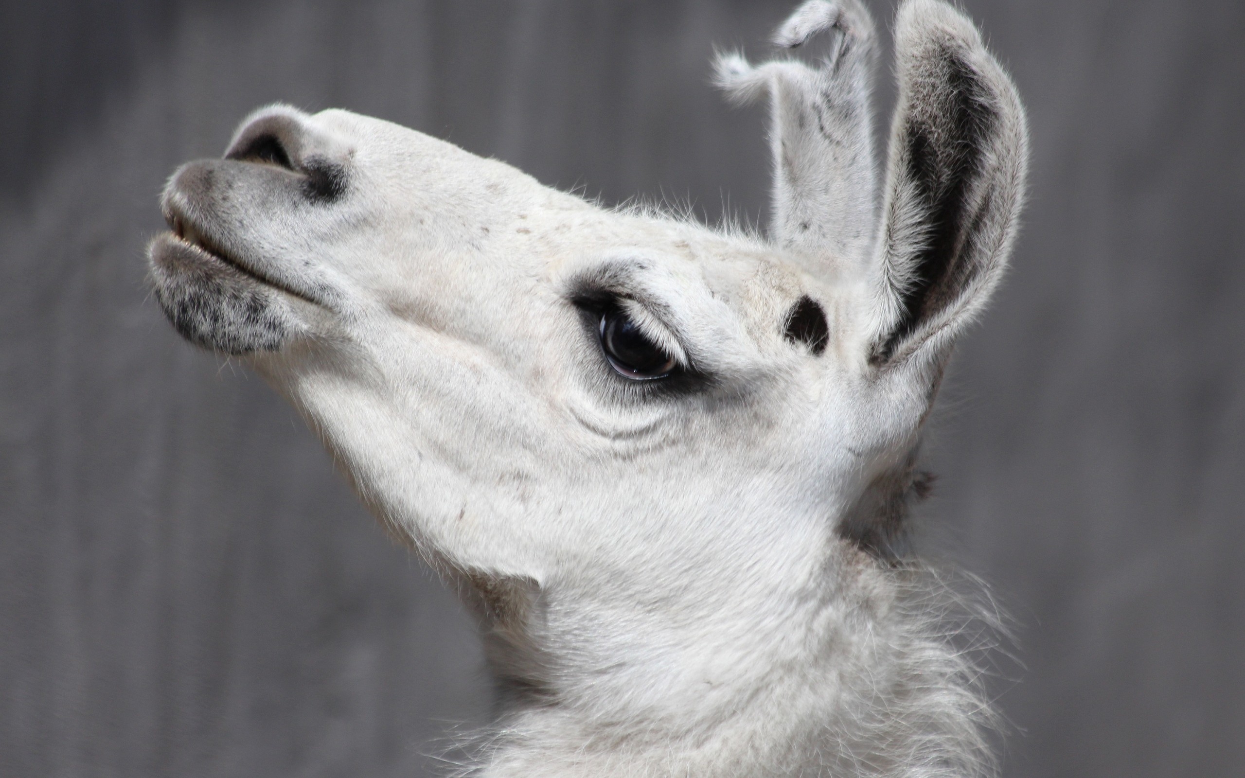 Lama, Profile View, Ears - Llama , HD Wallpaper & Backgrounds
