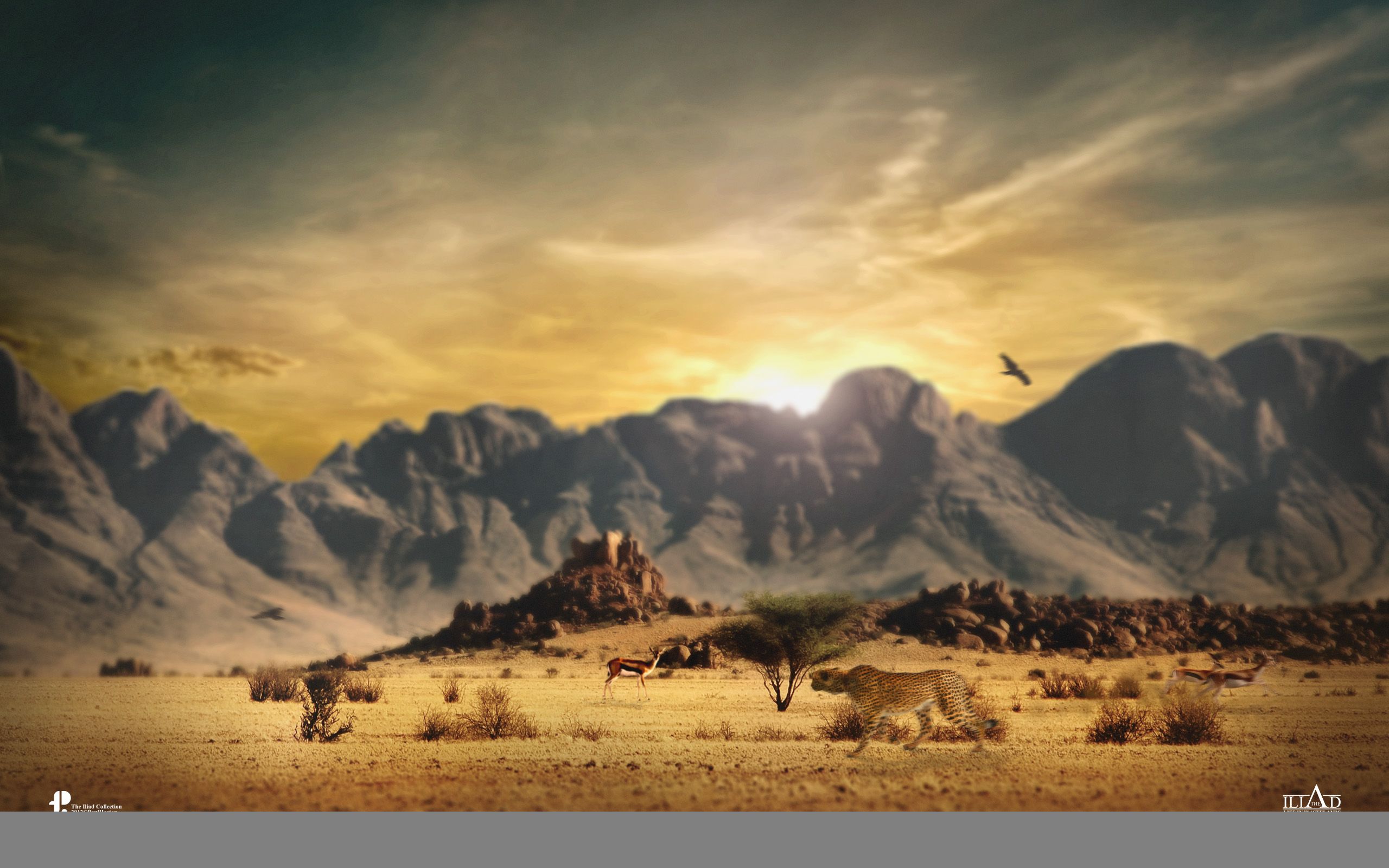 Wildlife Desktop , HD Wallpaper & Backgrounds