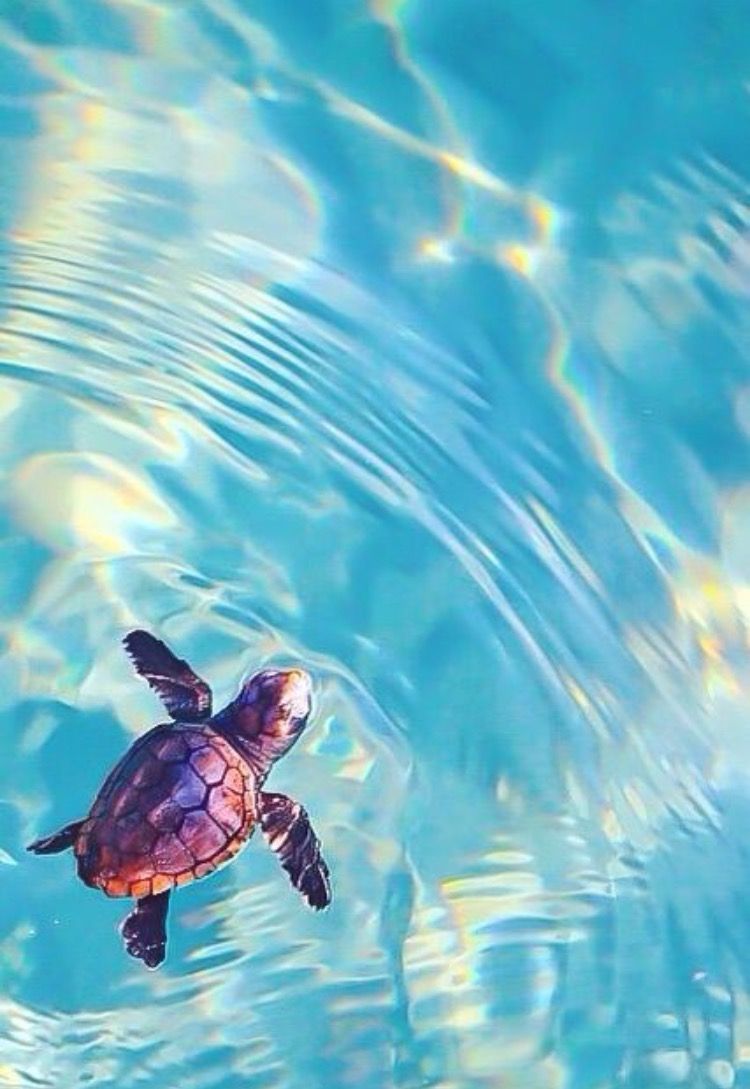 Tortuga En El Agua - Cute Turtle In Water , HD Wallpaper & Backgrounds