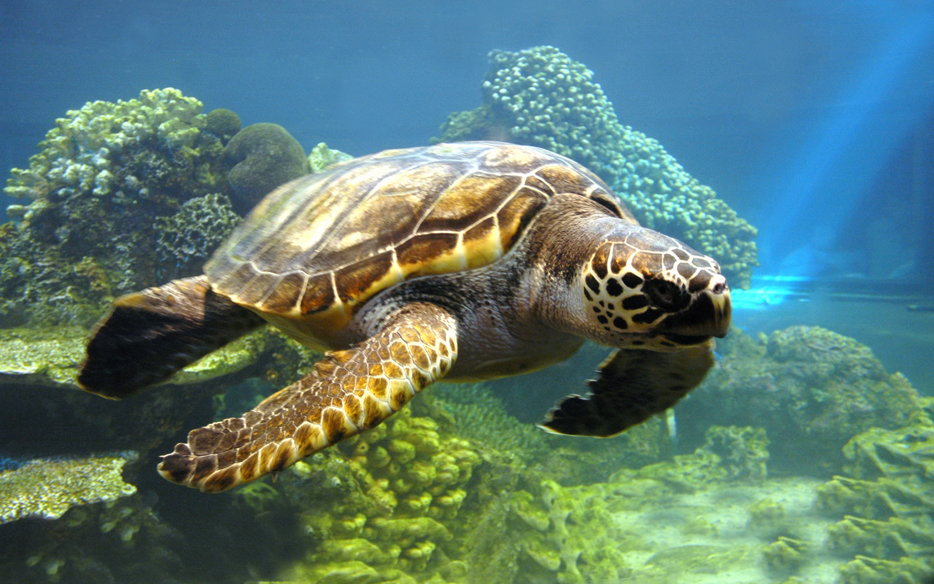 Marina Wallpaper Tortuga - Free Sea Turtle , HD Wallpaper & Backgrounds