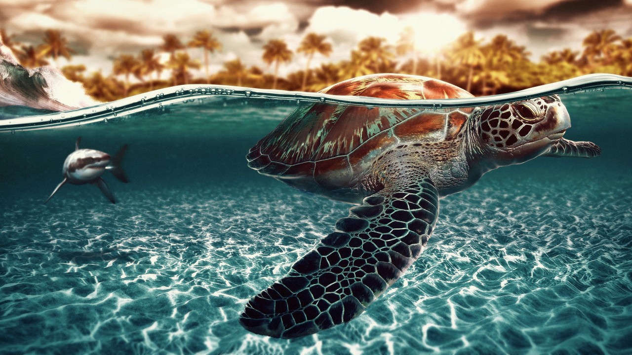 Originalhd Sea Turtle, Scenes, Beach Wallpapers - Sea Turtle , HD Wallpaper & Backgrounds