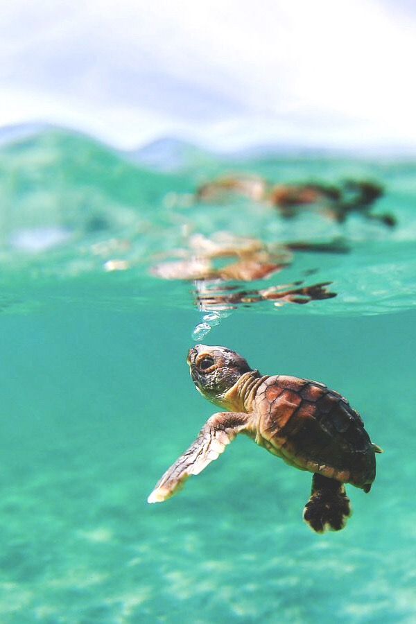While In Hawaii I Was Told This Is My My Spirit Animal, - Cute Baby Sea Turtle , HD Wallpaper & Backgrounds