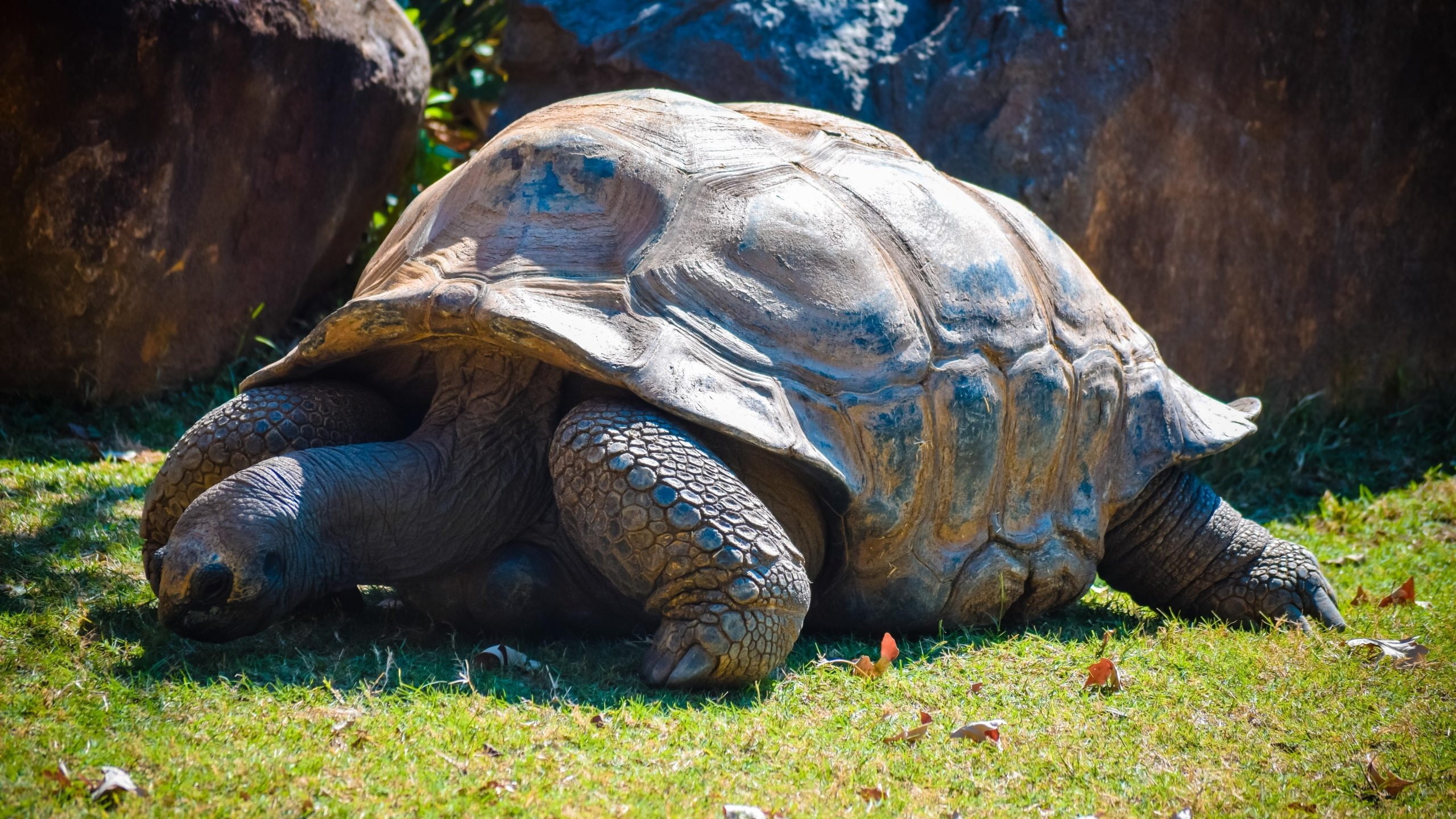 Animales, Galapago, Reptil, Tortuga - Large Turtles , HD Wallpaper & Backgrounds
