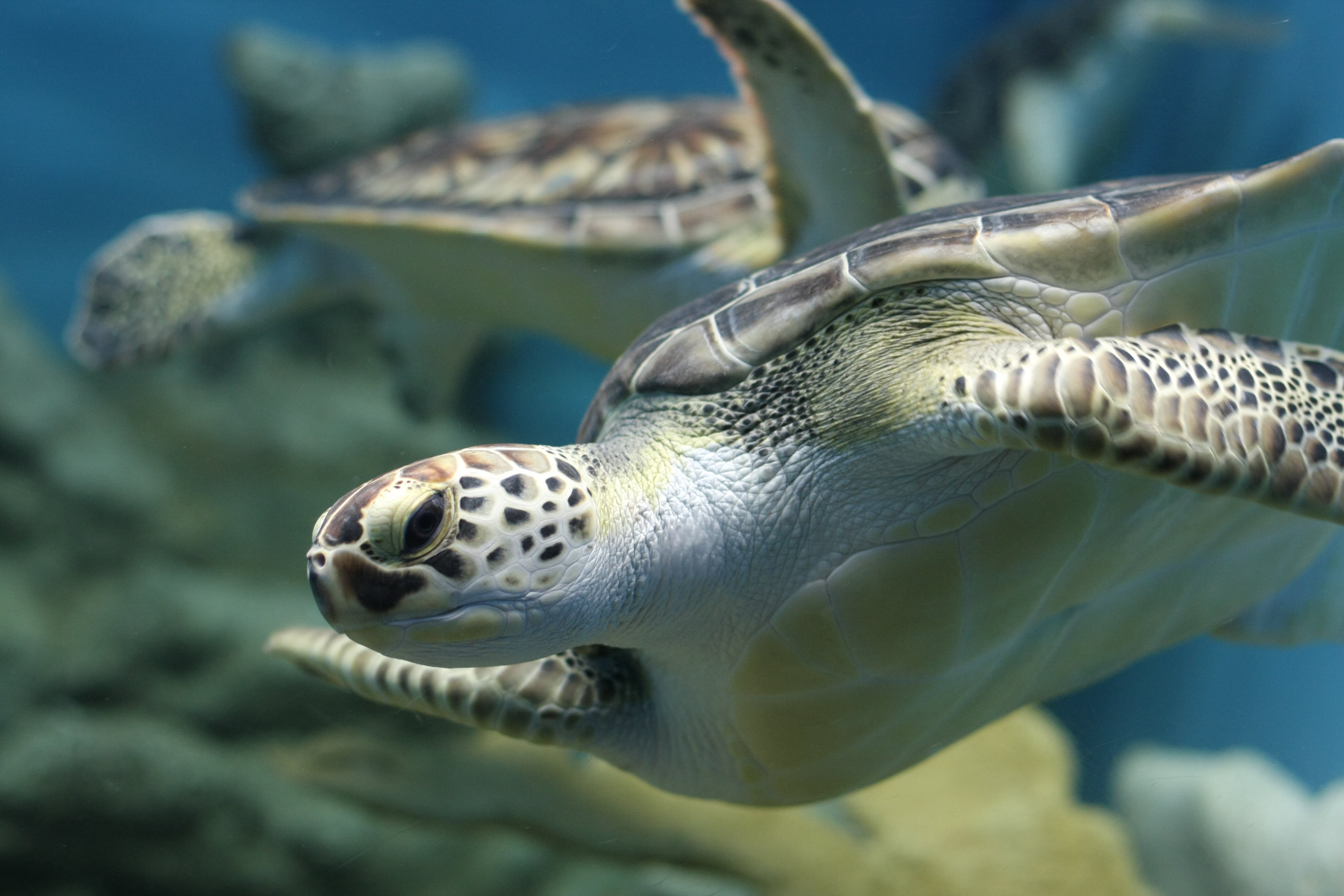 Sea Turtle Swimming Under The Sea, Tortuga, Tortuga, - Turtle , HD Wallpaper & Backgrounds