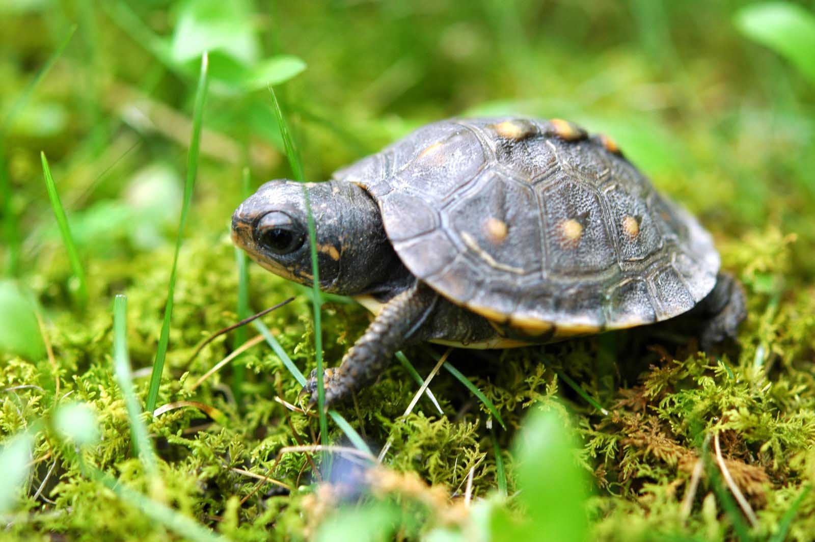 Baby Turtle , HD Wallpaper & Backgrounds