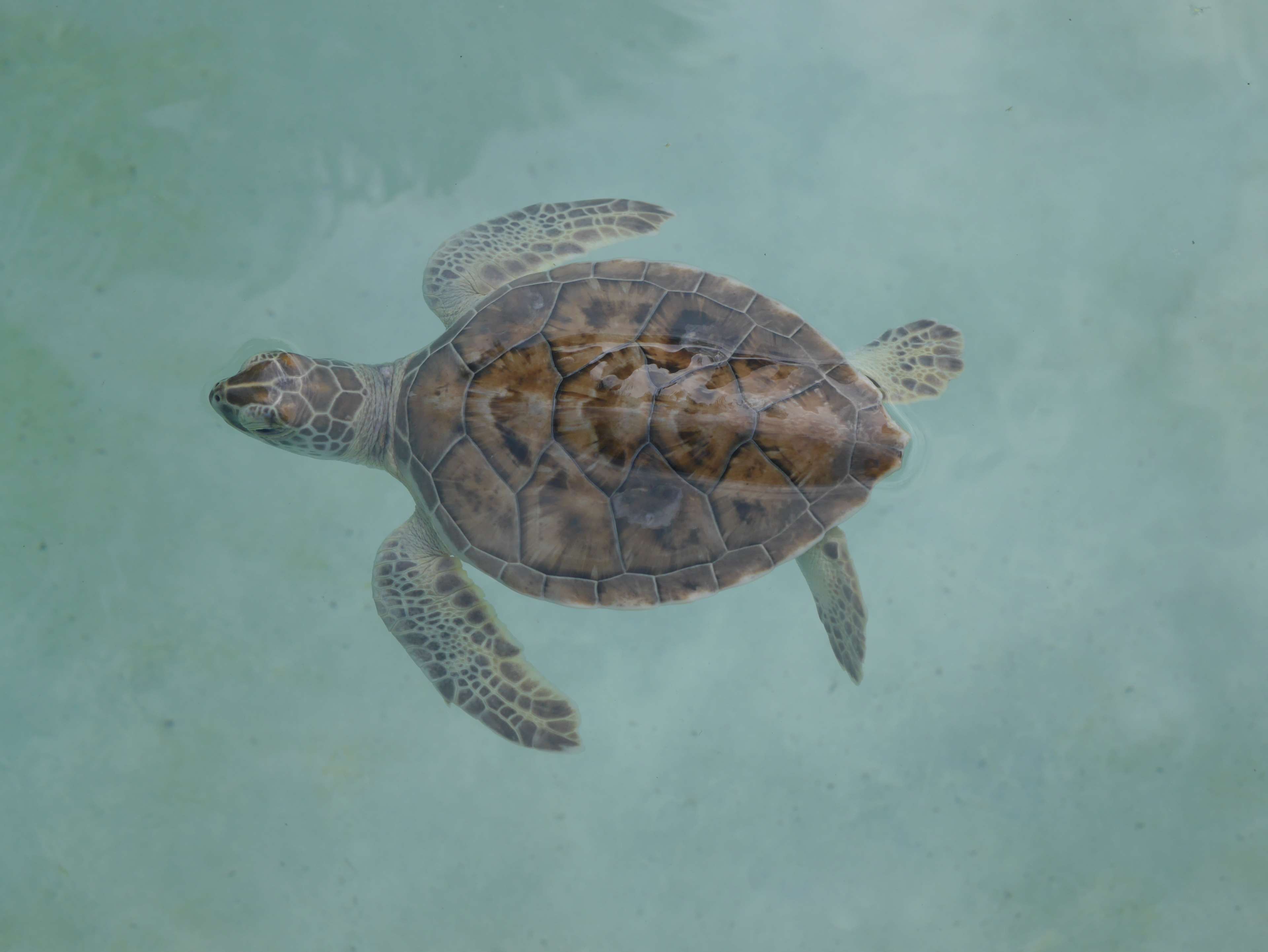 Descargar - Hawksbill Sea Turtle , HD Wallpaper & Backgrounds