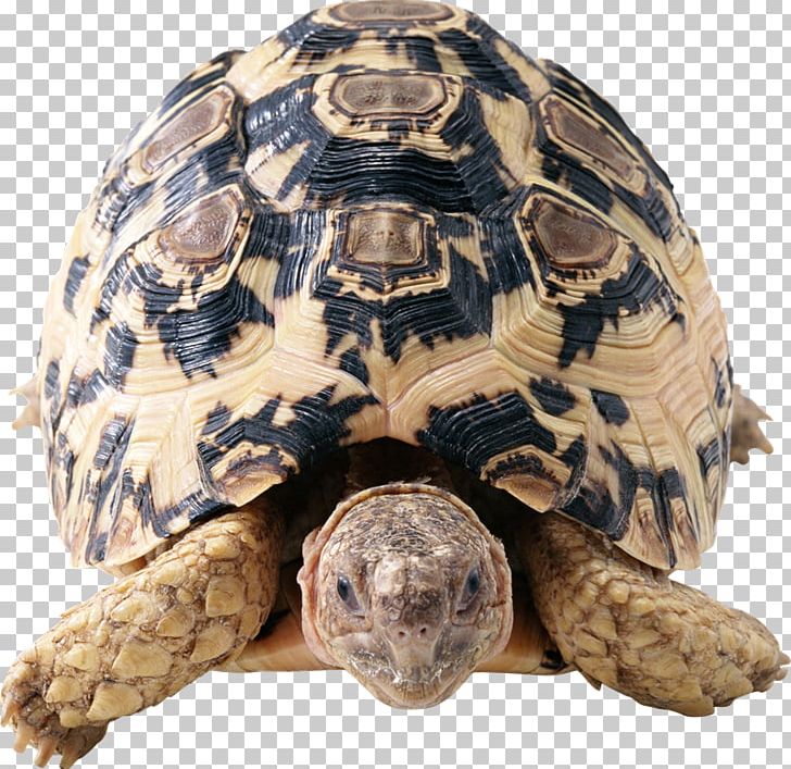 Turtle Tortoise Png - Черепаха На Прозрачном Фоне Анимация , HD Wallpaper & Backgrounds