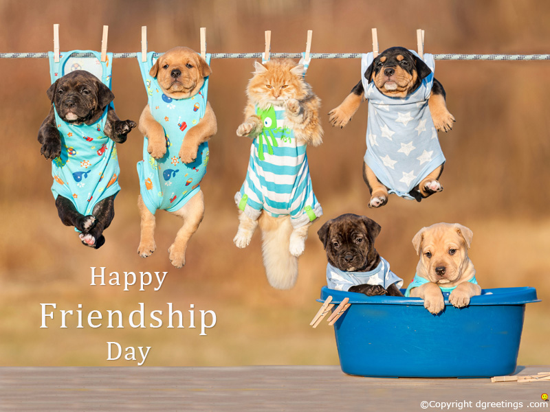 Friendship Day Wallpapers - Dogs Hanging On Clothesline , HD Wallpaper & Backgrounds