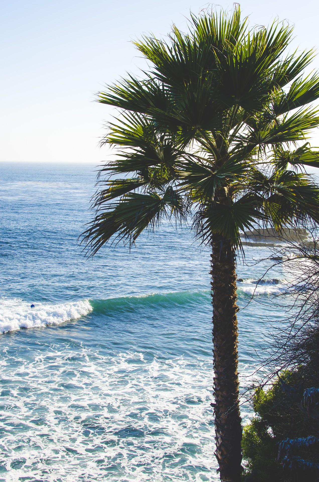 Blue Iphone Wallpaper Tumblr - Ocean And Palm Trees , HD Wallpaper & Backgrounds