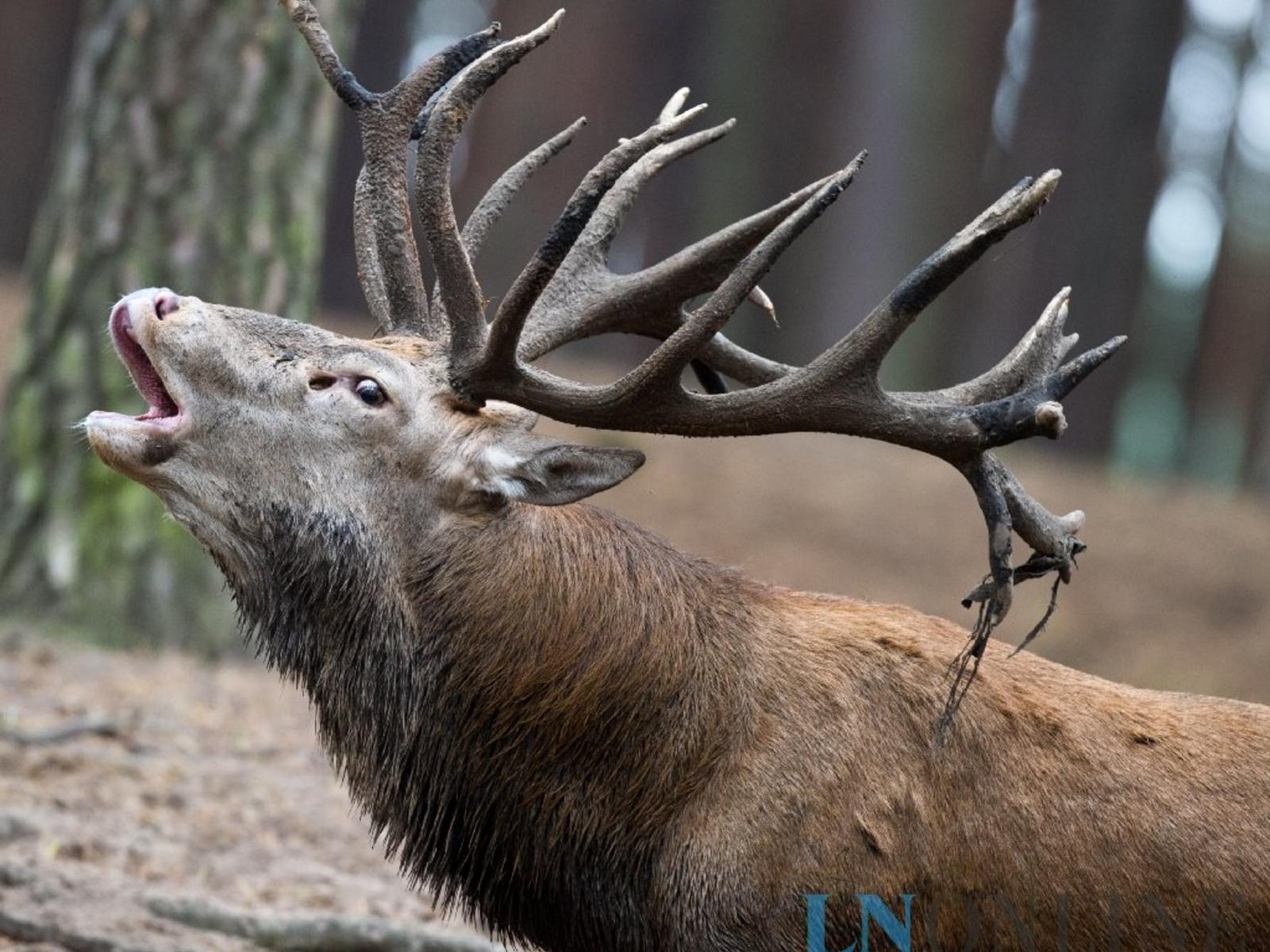 Jagd Auf Eingezäunte Tiere - Elk , HD Wallpaper & Backgrounds