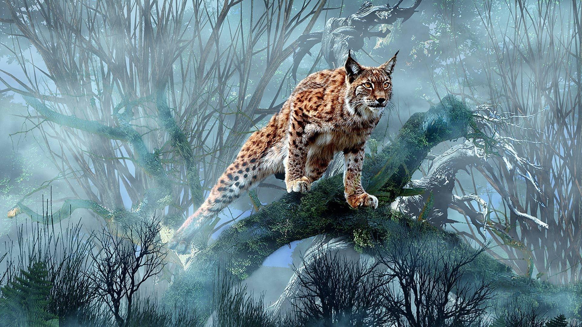 Luchs Jagd - Lynx Wallpaper Hd , HD Wallpaper & Backgrounds
