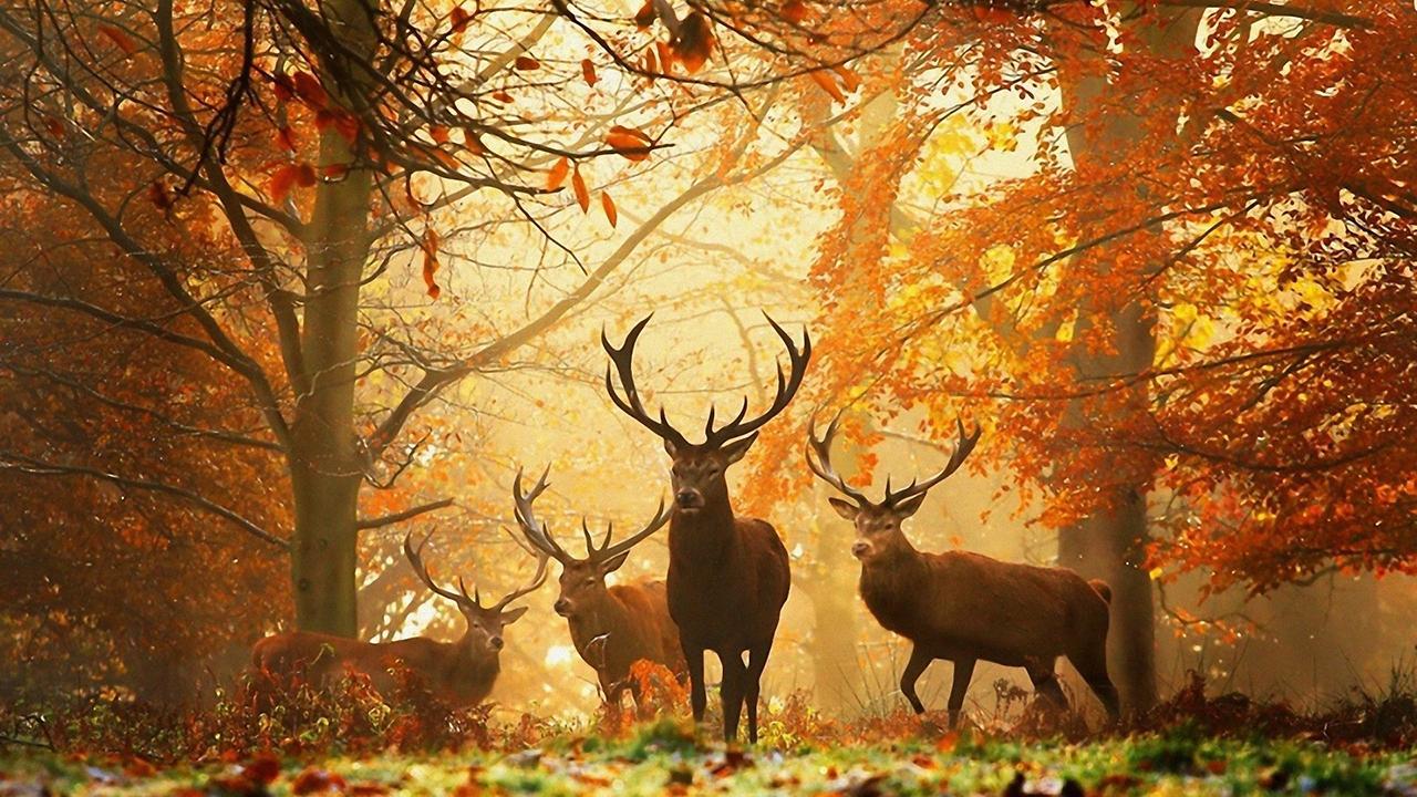 Jagd Wallpaper - Beautiful Deer In Forest , HD Wallpaper & Backgrounds