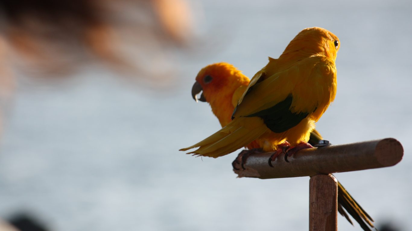 Conure Sun Seaport Perch Parrots Sunny Villagesd Birds - Lovebird , HD Wallpaper & Backgrounds