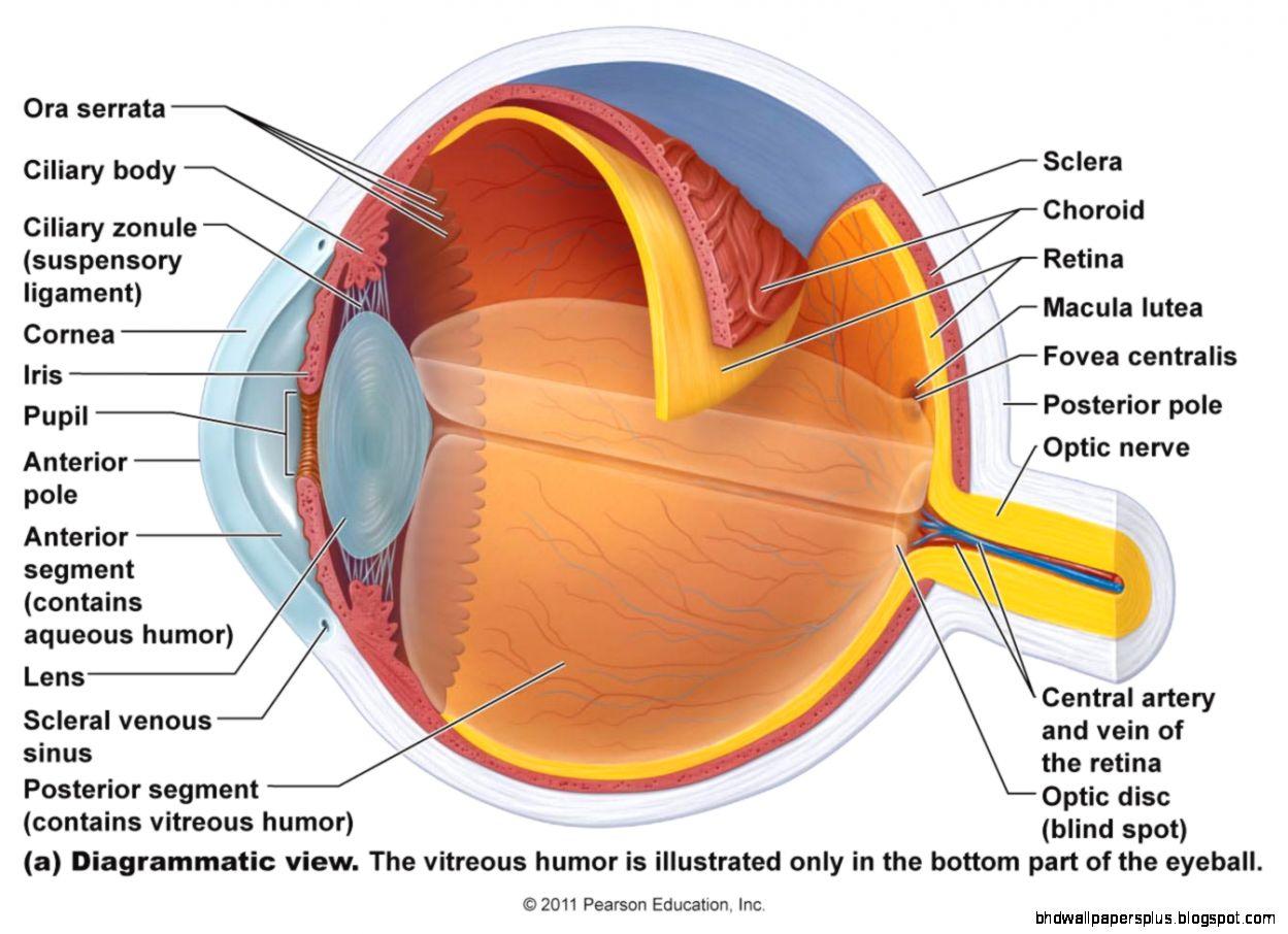 Ey Wallpaper - Eye Anatomy And Physiology , HD Wallpaper & Backgrounds