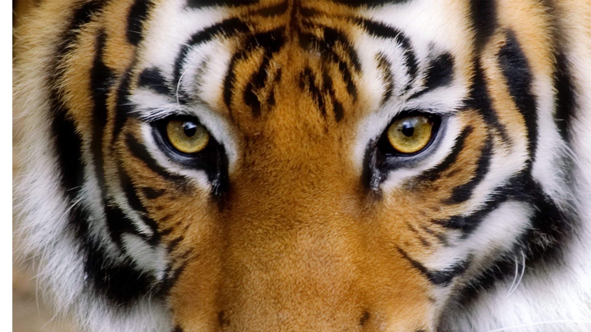 Animal Tigers Eye Wallpaper 3 - Tigers Eye Real Life , HD Wallpaper & Backgrounds