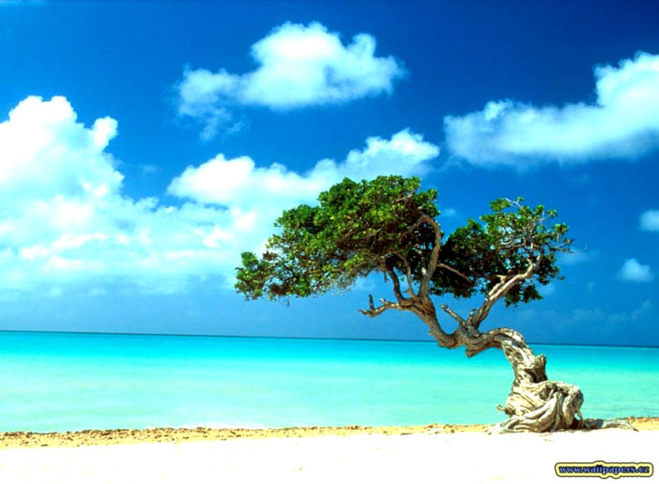 Aruba Wallpapers Wallpaper Cave Beach And Tree 1380498 Hd