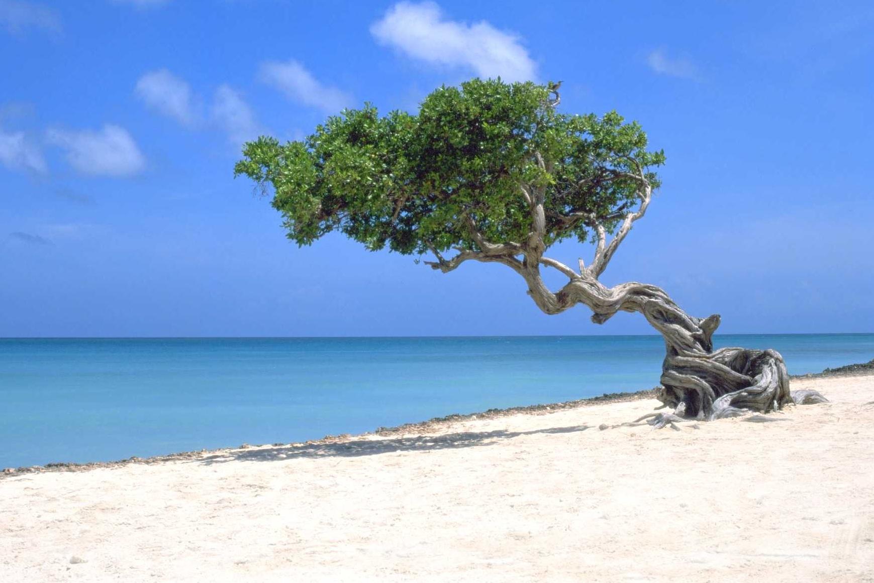 Beautiful Caribbean Beach In Aruba - Aruba Beaches , HD Wallpaper & Backgrounds