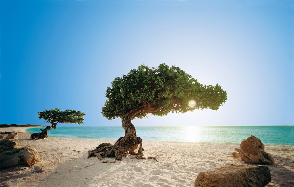 Aruba, One Happy Island - Aruba Tree , HD Wallpaper & Backgrounds