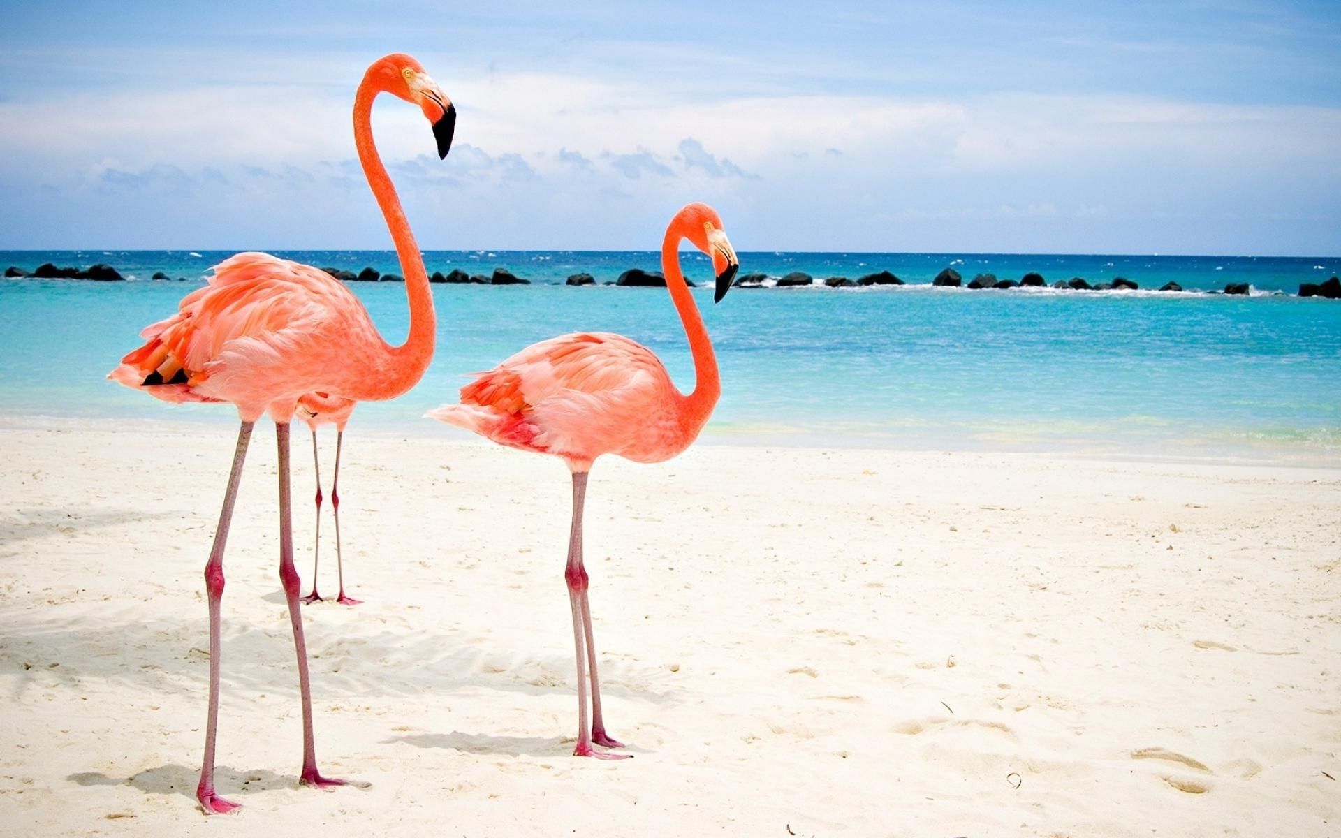 Flamingo Wallpaper Desktop Backgrounds - Flamingo Aruba , HD Wallpaper & Backgrounds