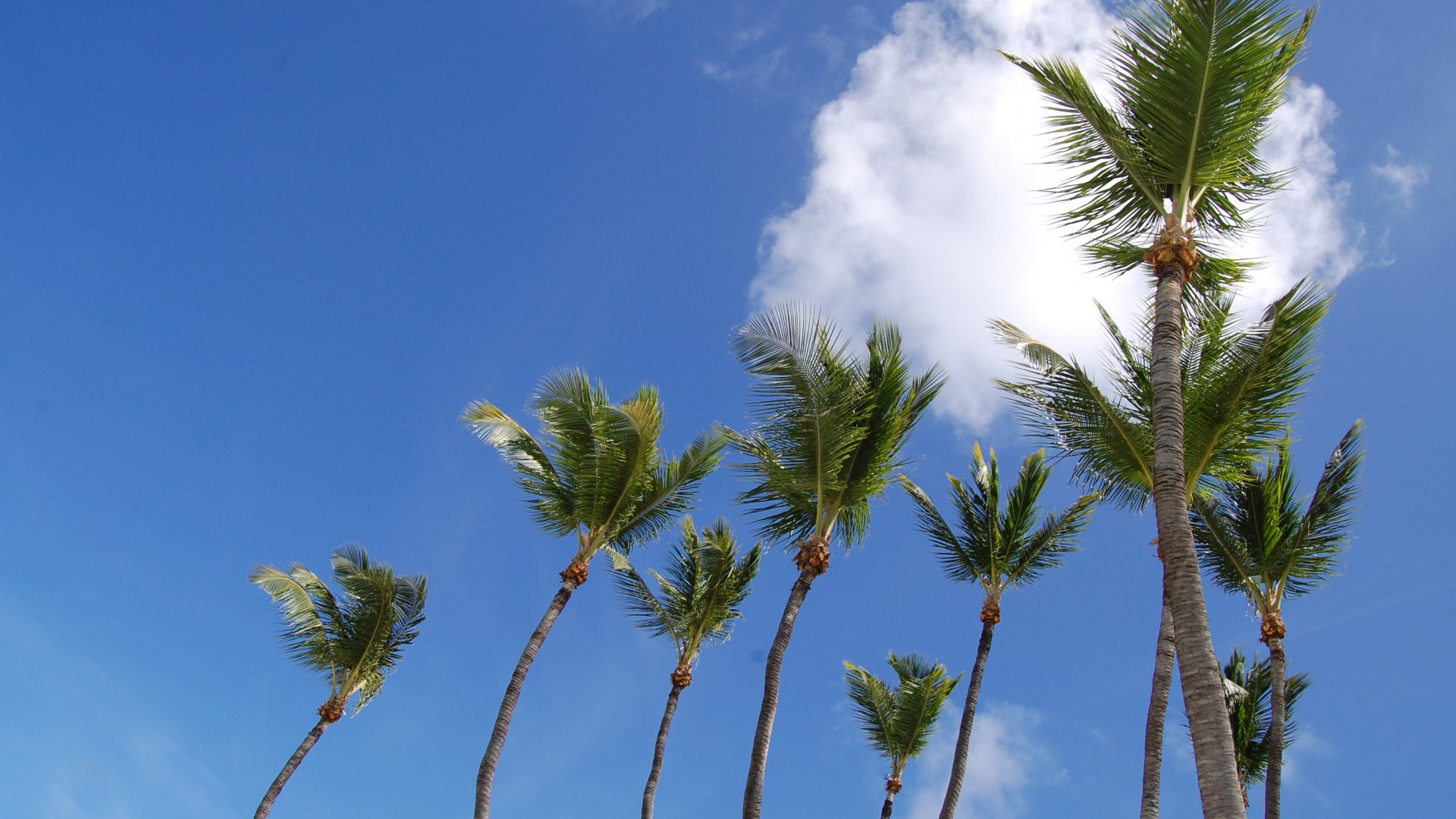 Beautiful Holiday Sunny Aruba - Attalea Speciosa , HD Wallpaper & Backgrounds