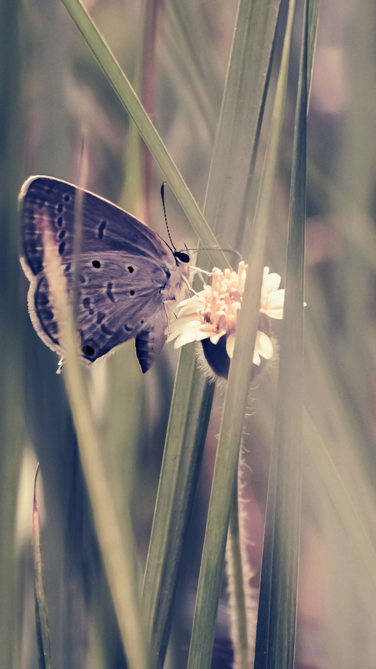 Butterfly Eating Time Blue Nature Android Wallpaper - Android Hd Butterfly , HD Wallpaper & Backgrounds