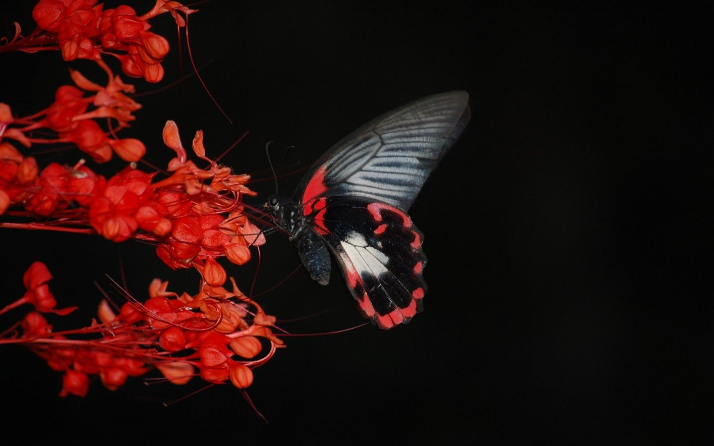 Butterfly Wallpapers Share - Black Background Nature Photography , HD Wallpaper & Backgrounds